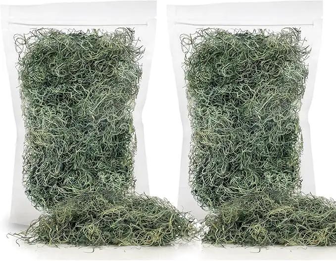 Premium Spanish Moss in Basil| Natural Preserved - Great Ground Cover - Filler for Potted Plants - by GARDENERA - 1 Quart Bag by GreenHaven Gardens
