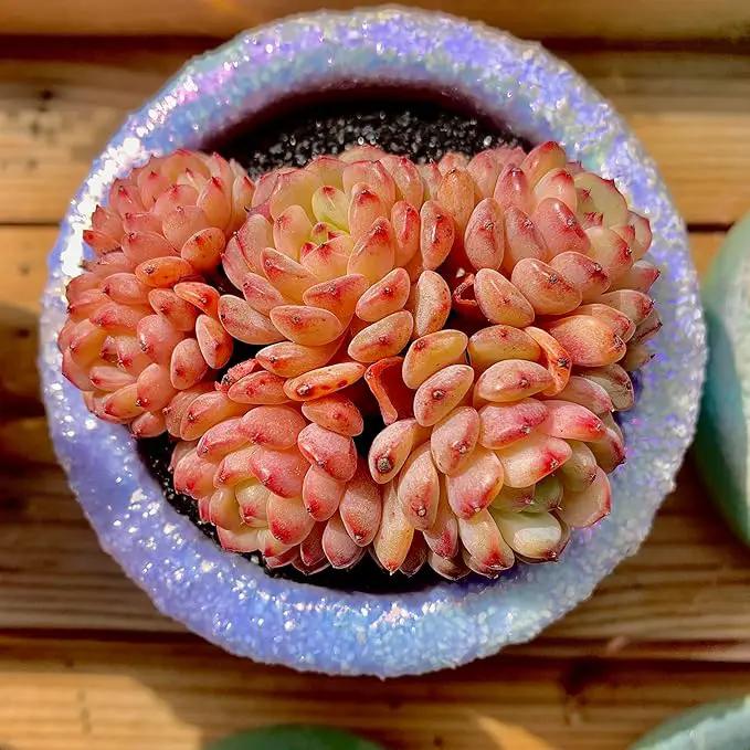 FWPP Suculentas Plant Live Echeveria Hani,Real Succulents Plants Live Red 3 inches Mini Succulents,Bare Root Without Pot Soil,Rare Succulent Plants Live Office Decoration Wedding and Gift by GreenHaven Gardens
