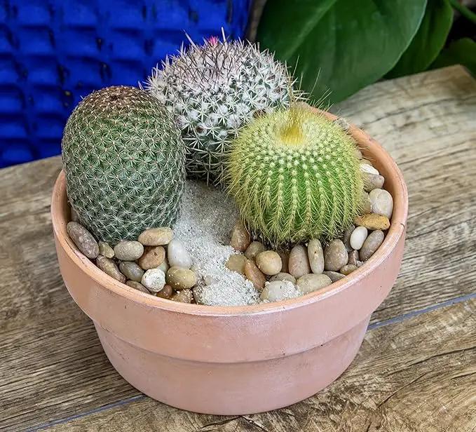 Altman Plants, Assorted Cactus Plants Live Cactus Decor (8PK), Cactus Plant Live Succulents Plants Live in Cactus Soil Potting Mix, Live Cacti Plants Live Succulent Plants Live Plants in Cactus Pot by GreenHaven Gardens