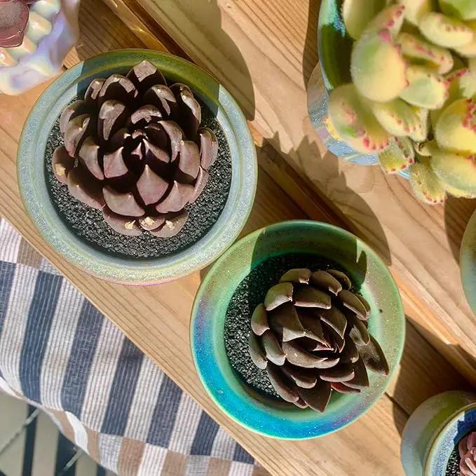FWPP Live Succulents Plants Echeveria Affinis 2 inches,Rare Black Succulents Bare Root Without Pot Soil, Live Plants Indoor Office Decoration Wedding and Gift by GreenHaven Gardens