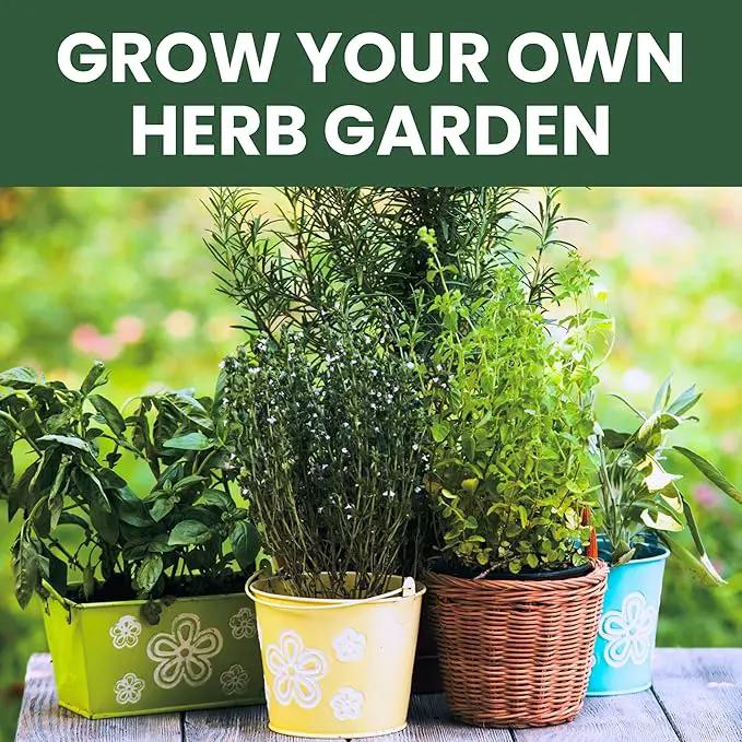 Herb Seeds | 5 Invidiual Packs | 2025 Season | Non-GMO | Basil, Dill, Mint, Parsley & Thyme! | for Planting Indoor & Outdoor | by Family Sown by GreenHaven Gardens
