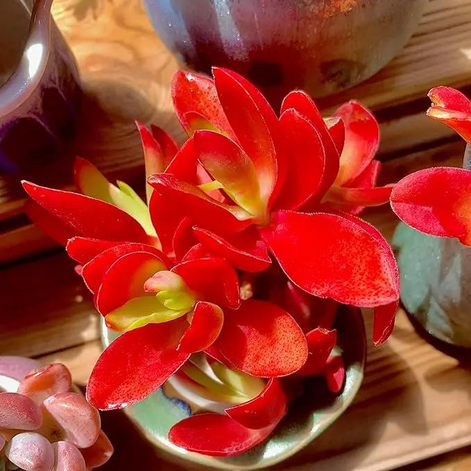 FWPP Crassula capitella 'Campfire' Live Succulent Plant in 3 Inch, Bright Red Leaves, Bare Root Without Pot Soil, Low Maintenance Houseplant, Great Gift for Plant Lovers & Home Decor by GreenHaven Gardens
