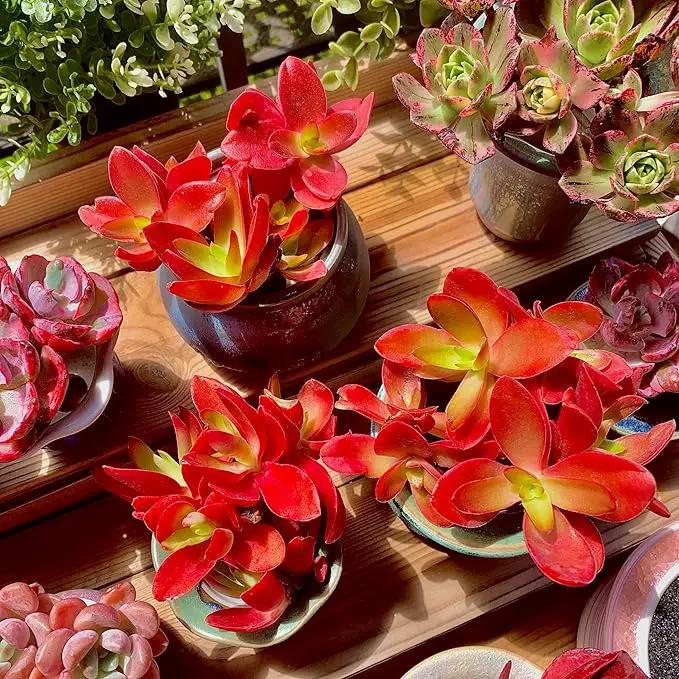 FWPP Crassula capitella 'Campfire' Live Succulent Plant in 3 Inch, Bright Red Leaves, Bare Root Without Pot Soil, Low Maintenance Houseplant, Great Gift for Plant Lovers & Home Decor by GreenHaven Gardens
