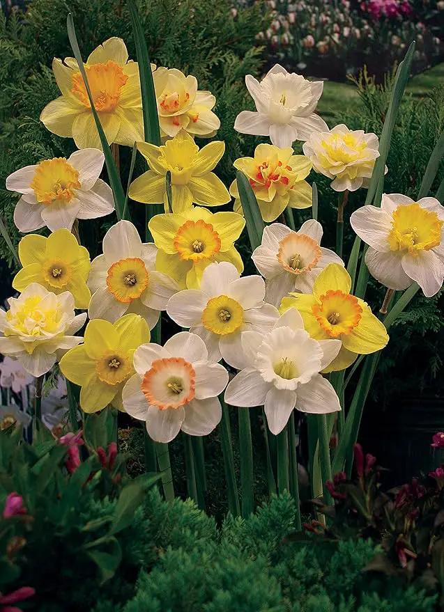 Mixed Daffodils (25 Bulbs) - Assorted Colors Daffodil Narcissus Bulbs by Willard & May by GreenHaven Gardens