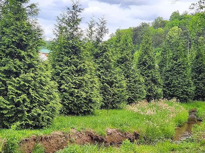 Thuja Green Giant Arborvitae Lot of 6, Quart Pot by GreenHaven Gardens