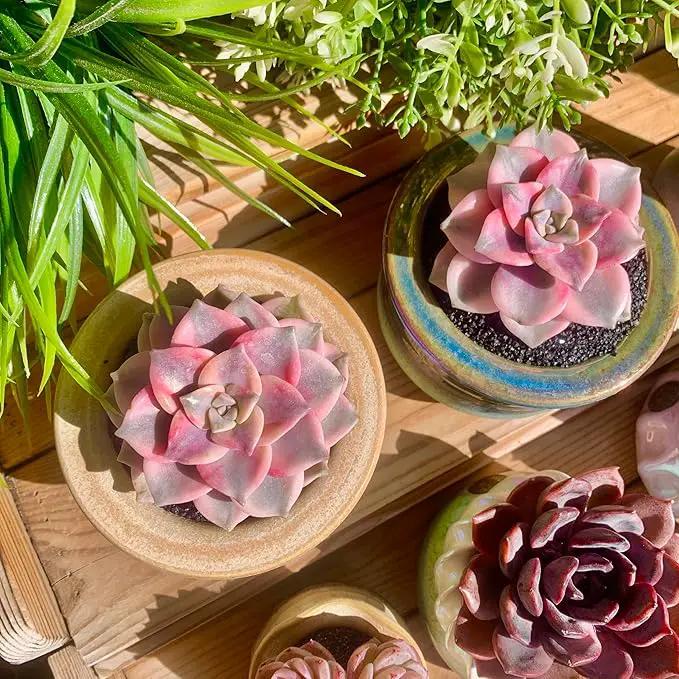 FWPP Live Succulents Plants Graptopetalum Purple Delight 2.5 inches,Rare Purple Succulents Bare Root Without Pot Soil, Live Plants Indoor Office Decoration Wedding and Gift by GreenHaven Gardens