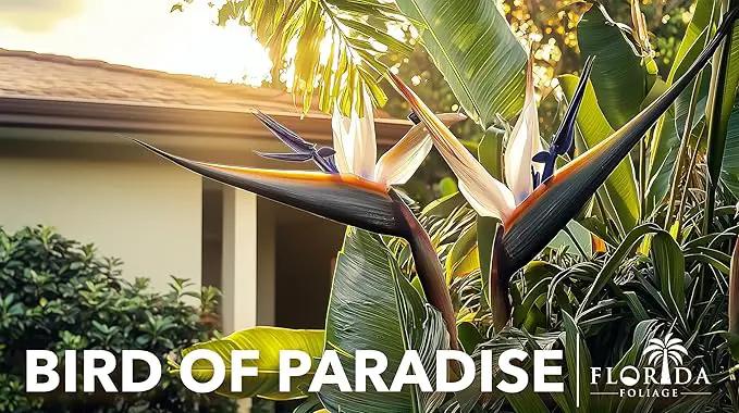 Orange Bird of Paradise | Strelitzia Reginae | 20 Live Plants | Tropical Perennial Blooming Specimen by GreenHaven Gardens