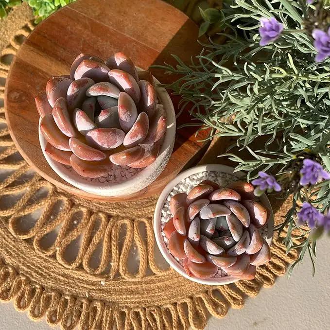 FWPP Live Succulents Plants Echeveria Sang-A 4.3 inches,Rare Succulents Bare Root Without Pot Soil, Live Plants Indoor Office Decoration Wedding and Gift by GreenHaven Gardens