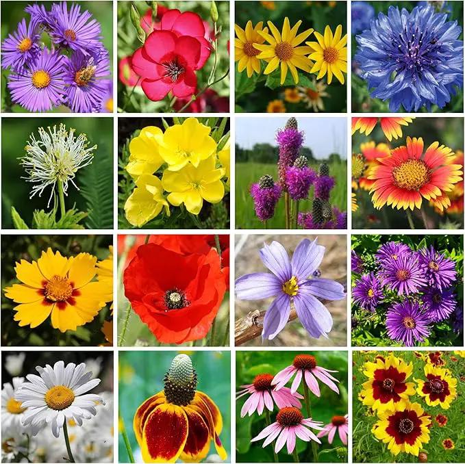 Midwest Wildflower Seeds Regional Mix - Organic, Non-GMO - 100% Pure Seed - 21 Different Wildflowers Seeds of Annual and Perennial, 1 LB Tub by GreenHaven Gardens