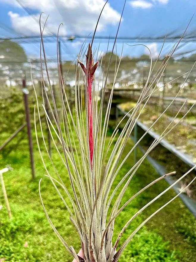 Air Plants - Tillandsia Juncea, Jumbo 8-12" - 2ct - Live Arrival Guaranteed - House Plants for Home Decor & Gift by GreenHaven Gardens