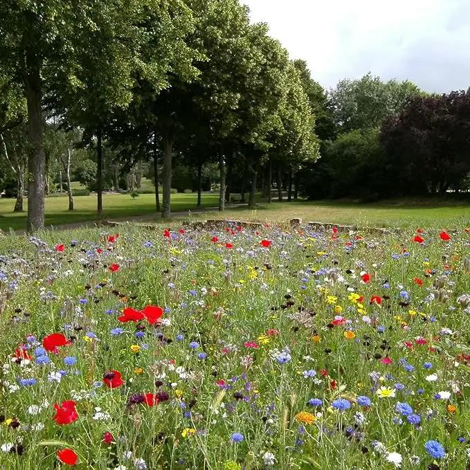Created By Nature Maine Wildflower State Mix, 15 Flower Varieties, 50,000 Seeds by GreenHaven Gardens