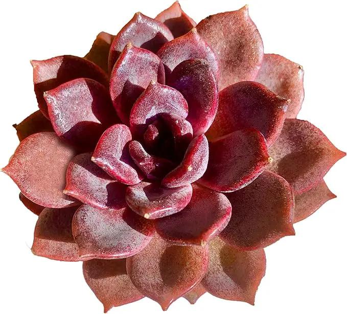 FWPP Live Succulents Plants Echeveria Black Mamba 3 inches,Rare Black Red Succulents Bare Root Without Pot Soil, Live Plants Indoor Office Decoration Wedding and Gift by GreenHaven Gardens