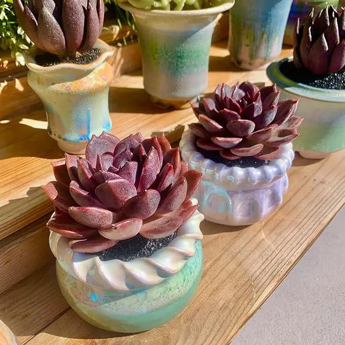 FWPP Live Succulents Plants Echeveria Black Mamba 3 inches,Rare Black Red Succulents Bare Root Without Pot Soil, Live Plants Indoor Office Decoration Wedding and Gift by GreenHaven Gardens