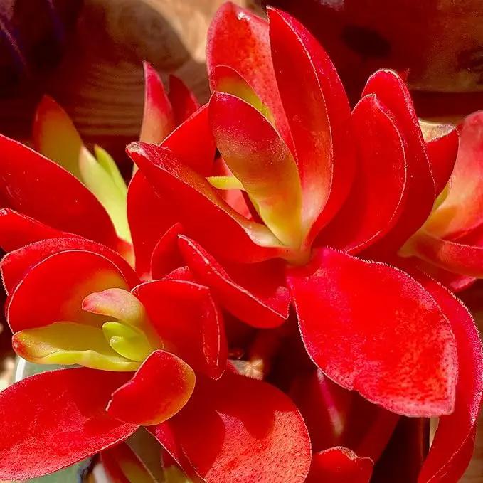 FWPP Crassula capitella 'Campfire' Live Succulent Plant in 3 Inch, Bright Red Leaves, Bare Root Without Pot Soil, Low Maintenance Houseplant, Great Gift for Plant Lovers & Home Decor by GreenHaven Gardens