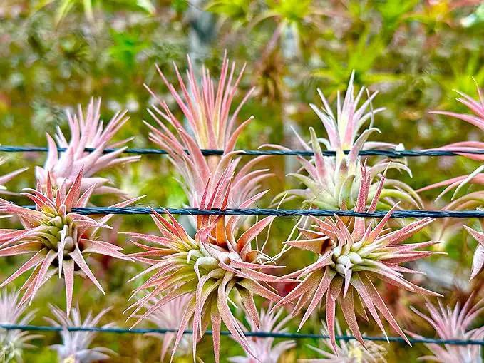 Air Plants - Tillandsia Ionantha Pack, Regular 1-3" - 12ct - Live Arrival Guaranteed - House Plants for Home Decor & Gift by GreenHaven Gardens