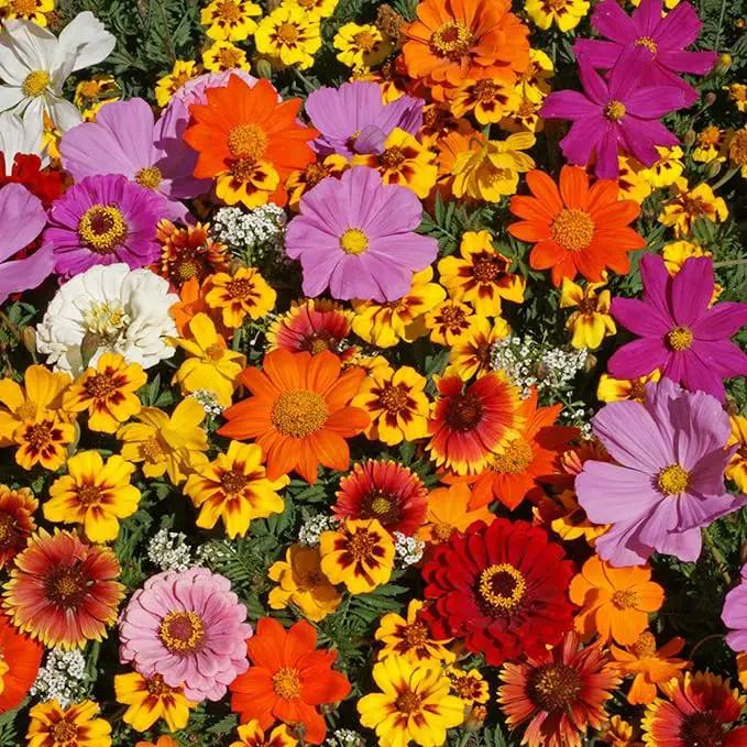 Park Seed Grow Your Own Vibrant Wildflower Garden Mixture, Perfect for Bees, Butterflies, and Hummingbirds, Monarch Butterfly Mix, 1/4 OZ by GreenHaven Gardens