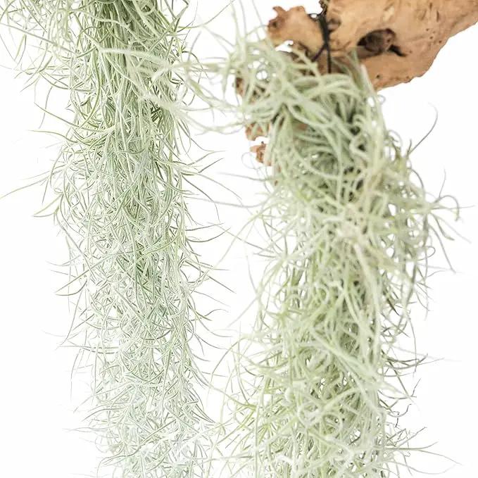 6 Pack Thick Colombian Spanish Moss Live Strands with Wire Hook - Tillandsia Usneiodes - Live Tillandsia Succulent House Plants - Home and Garden Decor - Easy Care Indoor and Outdoor Plants by GreenHaven Gardens