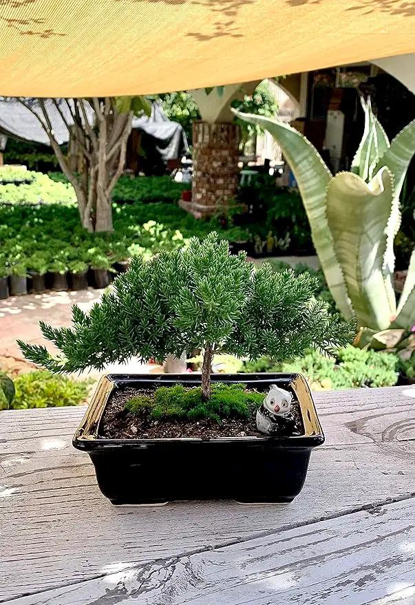 Live Dwarf Juniper Bonsai Tree 4-5years Old with Cute Ceramic Panda | Juniper or Jade Bonsai Tree | Indoor/Outdoor | 100% Handcrafted| Home and Office Décor | Best Gift for Holiday by GreenHaven Gardens