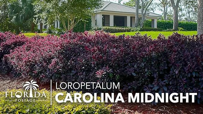 Loropetalum Carolina Midnight | 20 Live Plants | Loropetalum Chinense | Purple Foliage Shrub | Ornamental Landscape Bush | Fast Growing Plants by GreenHaven Gardens