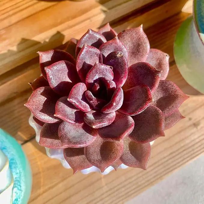 FWPP Live Succulents Plants Echeveria Black Mamba 3 inches,Rare Black Red Succulents Bare Root Without Pot Soil, Live Plants Indoor Office Decoration Wedding and Gift by GreenHaven Gardens