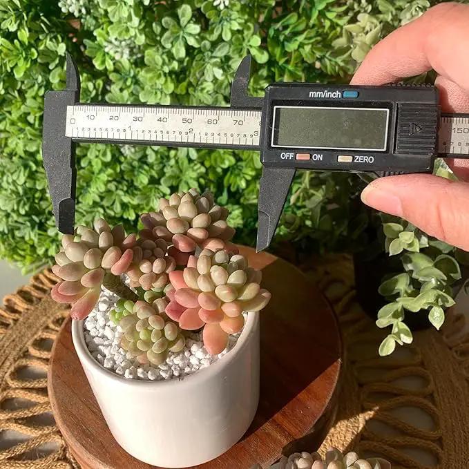 Sedum Caviar Rare Live Succulent Plants, Pink Cluster 3 Live Plant, Package Without Pot Soil, Garden Indoor Office Desk, Wedding Party Baby Shower Decoration, Friend Plant Lovers Gifts by GreenHaven Gardens