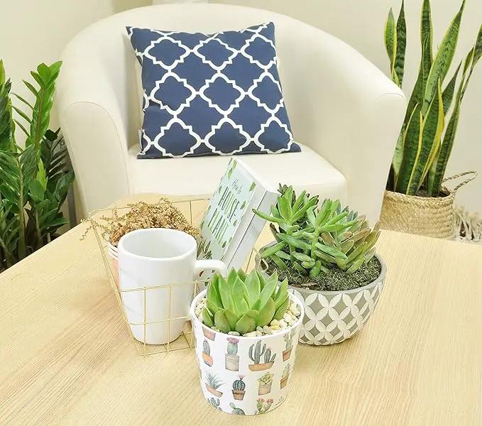 Costa Farms Live Indoor Echeveria Succulent Plant in Wood Design Ceramic Pot by GreenHaven Gardens