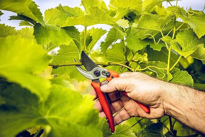 Original LÖWE Bypass Pruner Garden Tools 14.104 | Use as Pruners, Hedge Trimmer, Garden Shears, Pruning Shears for Gardening | For cutting roses, twigs, branches, and cut flowers | Made in Germany by GreenHaven Gardens