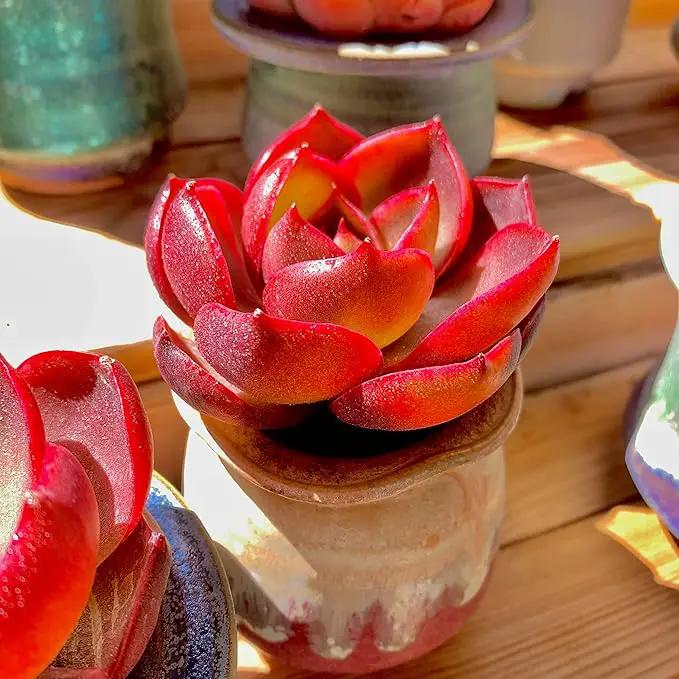 FWPP Live Succulents Plants Echeveria Red Lantern 2.5 inches,Rare red Succulents Bare Root Without Pot Soil, Live Plants Indoor Office Decoration Wedding and Gift by GreenHaven Gardens