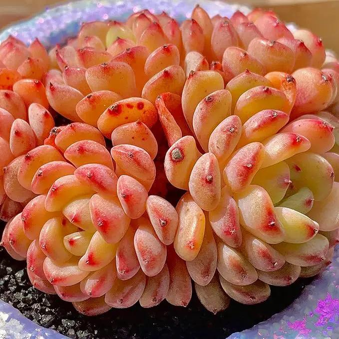 FWPP Suculentas Plant Live Echeveria Hani,Real Succulents Plants Live Red 3 inches Mini Succulents,Bare Root Without Pot Soil,Rare Succulent Plants Live Office Decoration Wedding and Gift by GreenHaven Gardens