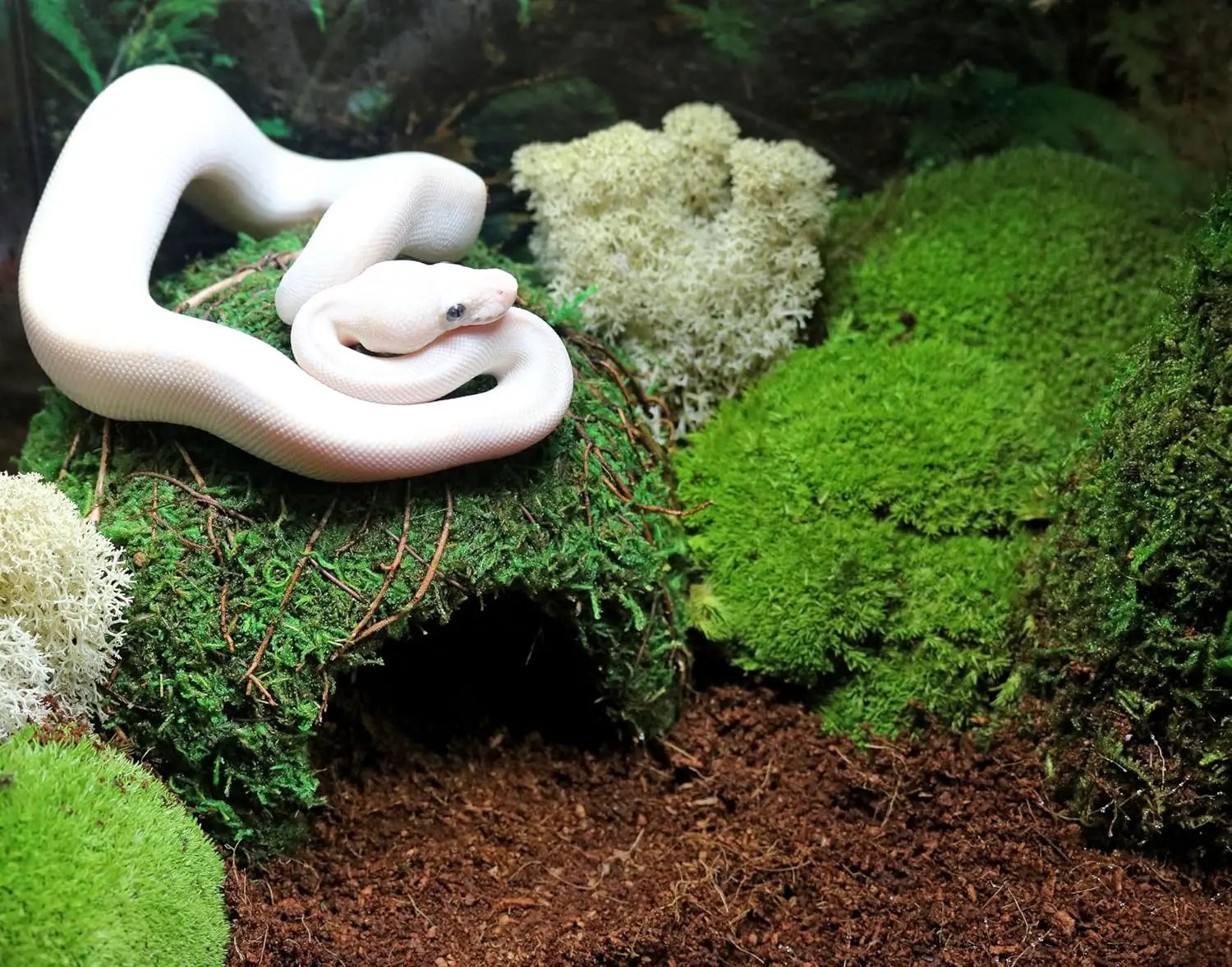 Galápagos (05348) Mossy Cave Hide, 6", Green Sphagnum by GreenHaven Gardens