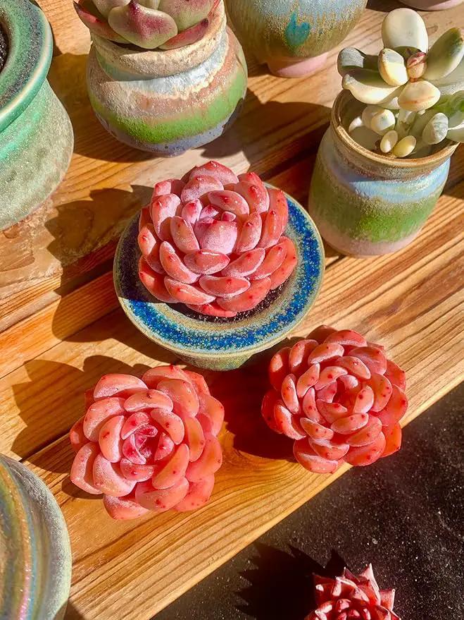 FWPP Live Succulents Plants Echeveria Snow Angel 2.5 inches,Rare red Succulents Bare Root Without Pot Soil, Live Plants Indoor Office Decoration Wedding and Gift by GreenHaven Gardens
