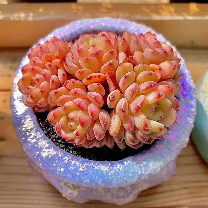 FWPP Suculentas Plant Live Echeveria Hani,Real Succulents Plants Live Red 3 inches Mini Succulents,Bare Root Without Pot Soil,Rare Succulent Plants Live Office Decoration Wedding and Gift by GreenHaven Gardens