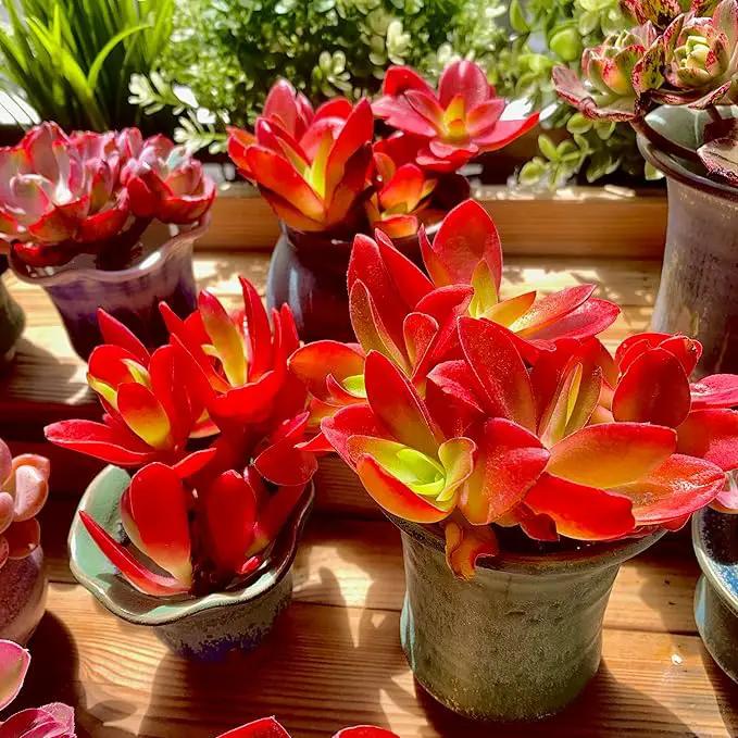 FWPP Crassula capitella 'Campfire' Live Succulent Plant in 3 Inch, Bright Red Leaves, Bare Root Without Pot Soil, Low Maintenance Houseplant, Great Gift for Plant Lovers & Home Decor by GreenHaven Gardens