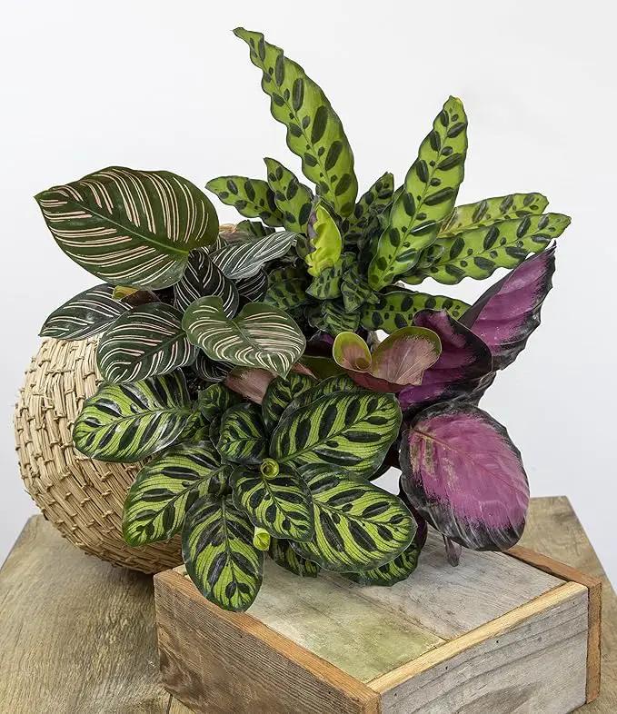 Calathea Prayer Plants Live House Plants Kit (4 PK), Calathea Plant Live Indoor Plants Live Houseplants, Live House Plants Indoors Live Plants Indoor, Live Indoor House Plants Live by Plants for Pets by GreenHaven Gardens