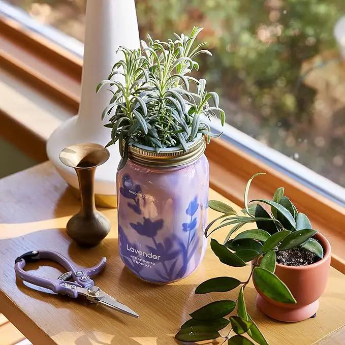 Modern Sprout Mason Garden Jar - Self-Watering Hydroponics Growing System Kit with Organic Herb Seeds - Jar Planter for Indoor Herb Garden - Seed Starter Kit - Home Decor & Gifting - Lavender by GreenHaven Gardens