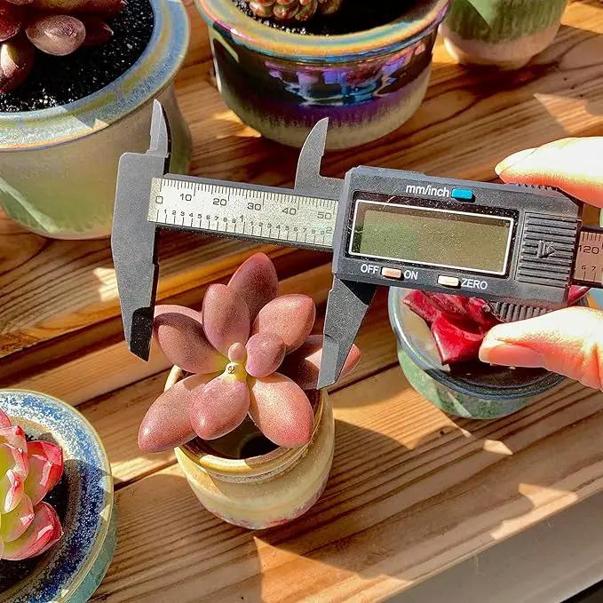 FWPP Live Succulents Plants Pachyveria Sugar Beauty 2 inches,Rare red Succulents Bare Root Without Pot Soil, Live Plants Indoor Office Decoration Wedding and Gift by GreenHaven Gardens