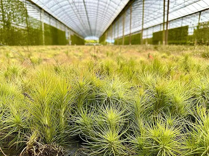 Air Plants - Tillandsia Funckiana, Large 5" - 2ct - Live Arrival Guaranteed - House Plants for Home Decor & Gift by GreenHaven Gardens