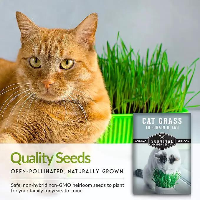 Cat Grass Seed for Planting - 3 Packets with Instructions to Plant & Grow Greens for Your Pet Indoors or Outdoors in a Container or Garden - Non-GMO Heirloom Variety - Survival Garden Seeds by GreenHaven Gardens