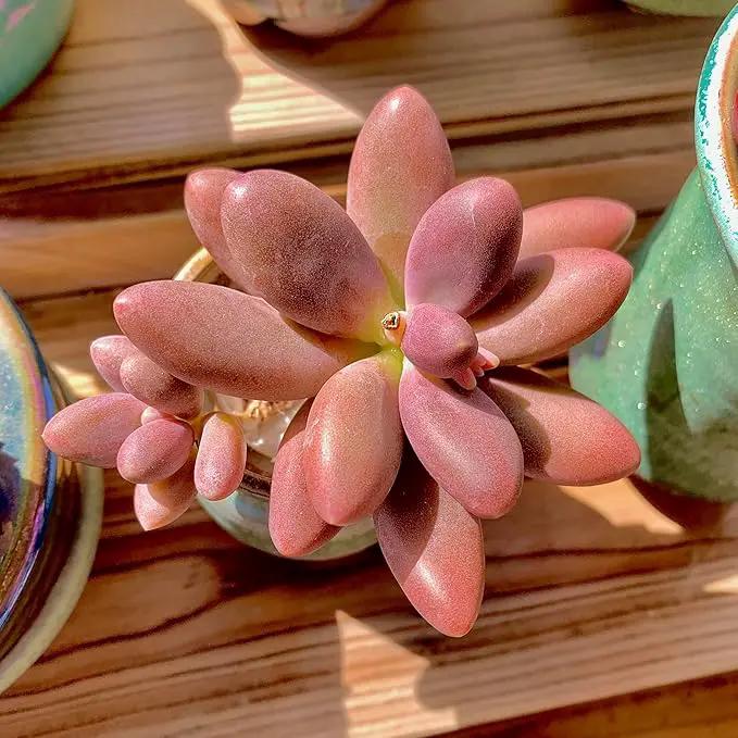 FWPP Live Succulents Plants Pachyveria Sugar Beauty 2 inches,Rare red Succulents Bare Root Without Pot Soil, Live Plants Indoor Office Decoration Wedding and Gift by GreenHaven Gardens
