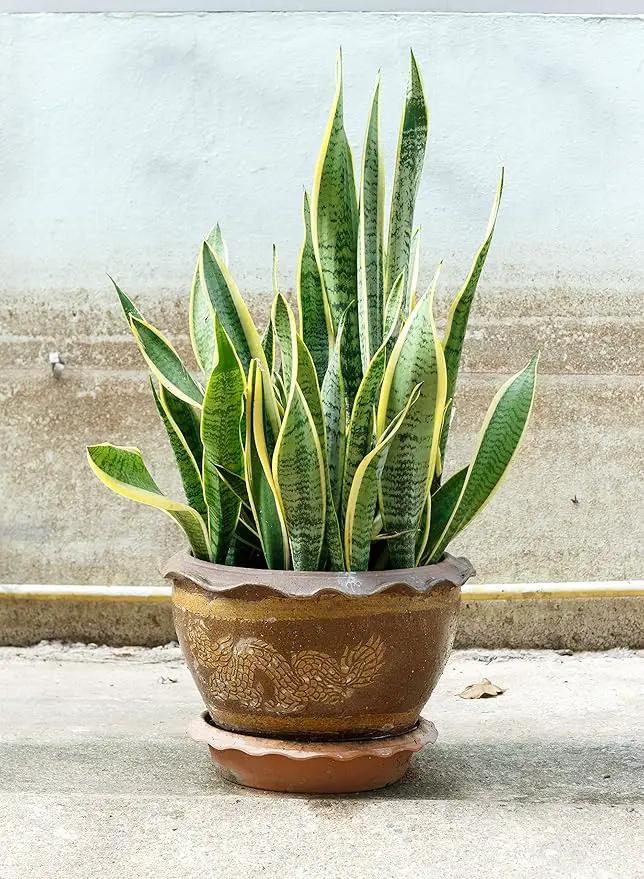 Indoor Plant Food | All-purpose House Plant Fertilizer | Liquid Common Houseplant Fertilizers for Potted Planting Soil | by Aquatic Arts by GreenHaven Gardens