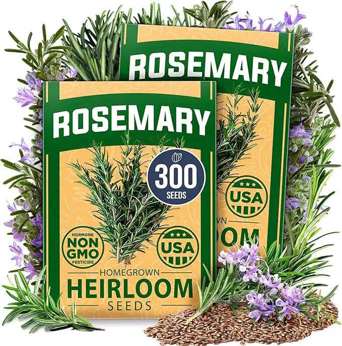 HOME GROWN Rosemary Seeds Pack - 300 High Germinating 𝗡𝗢𝗡-𝗚𝗠𝗢, 𝗨𝗦𝗔-𝗦𝗢𝗨𝗥𝗖𝗘𝗗 Heirloom Herb Seeds for Planting in Indoor or Outdoor Herb Gardens (Salvia rosmarinus) by GreenHaven Gardens