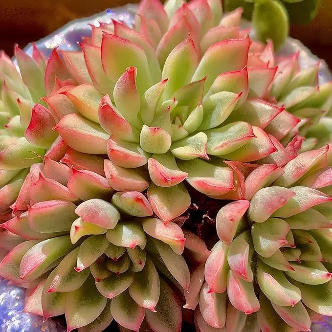 FWPP Live Succulent Echeveria Mebina Variegata,3.5 Inches Mini Succulents Plants Live,Bare Root Without Pot Soil,Clustered Live Plants,House Plants for Gift Party Wedding Garden Baby Shower DIY Decor by GreenHaven Gardens