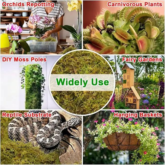 Halatool 4.4LB Green Forest Moss Natural Sphagnum Moss for Plants Fluffy Orchid Moss for Orchids Repotting Dried Plant Moss for Potted Plants Indoor & Outdoor by GreenHaven Gardens