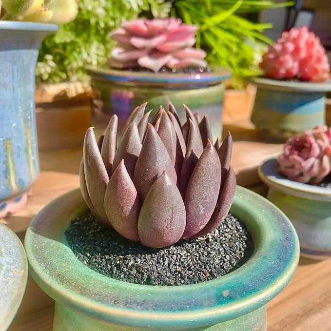 FWPP Live Succulents Plants Echeveria Affinis 2 inches,Rare Black Succulents Bare Root Without Pot Soil, Live Plants Indoor Office Decoration Wedding and Gift by GreenHaven Gardens