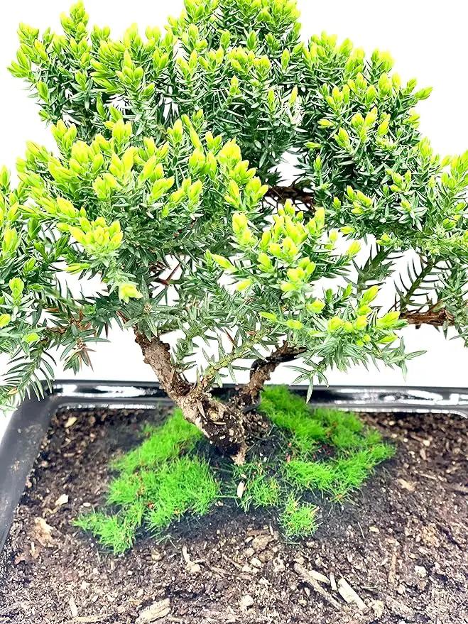 Live Dwarf Juniper Bonsai Tree About 6 Years Old with Cute Ceramic Fisherman | Juniper Bonsai Tree | Indoor/Outdoor | 100% Handcrafted| Home and Office Décor | Best Gift for Holiday by GreenHaven Gardens