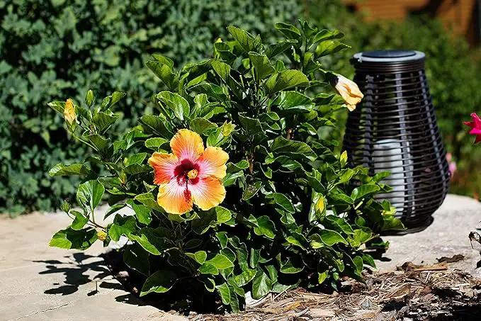 Fiesta Hibiscus Bush - Live Hibiscus Flowering Plant - Tropical Flower Plant - 1 Gallon Planter - Overall Height 10" to 14" - Tropical Plants of Florida (Plant Only) by GreenHaven Gardens