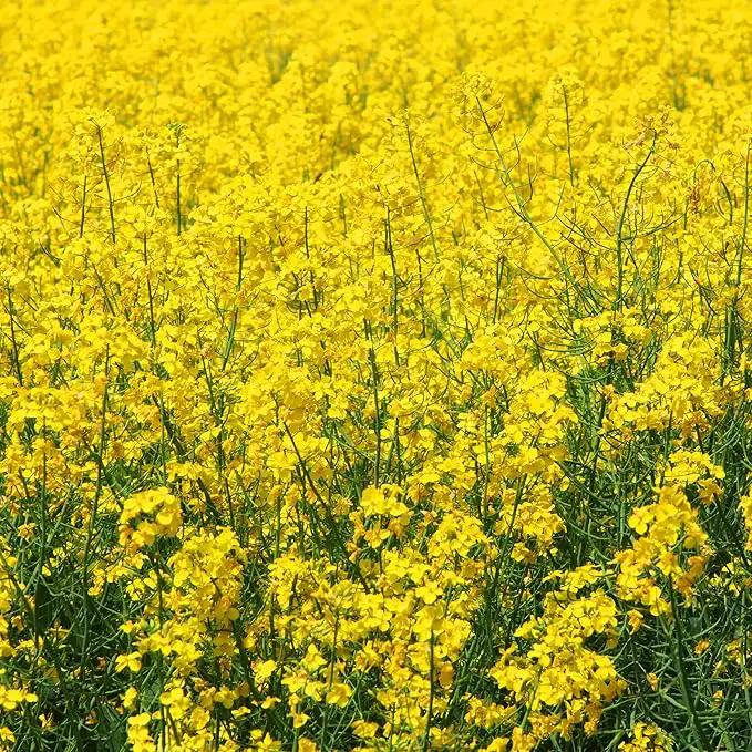 Outsidepride Yellow Mustard Seeds - 10000 Pcs Nutrient-Rich, Flavorful Annual Microgreen Seeds for Planting, Easy-to-Grow, Ideal for Indoor & Outdoor Cultivation, Soil & Hydroponic Systems by GreenHaven Gardens