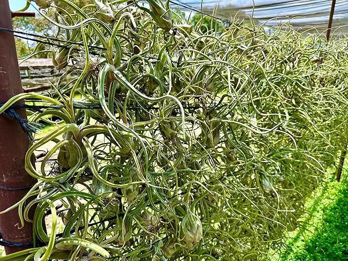 Air Plants - Flowering Tillandsia Caput Medusae, Large 5-7" - 1ct - Live Arrival Guaranteed - House Plants for Home Decor & Gift by GreenHaven Gardens