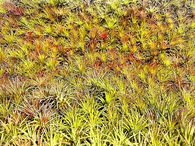 Air Plants - Tillandsia Ionantha Pack, Regular 1-3" - 12ct - Live Arrival Guaranteed - House Plants for Home Decor & Gift by GreenHaven Gardens