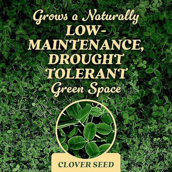 O.M. Scott and Sons Clover Seed, Lawn Seed Grows a Naturally Low Maintenance, Drought-Tolerant Lawn, 1,000 sq. ft., 2 lb. by GreenHaven Gardens